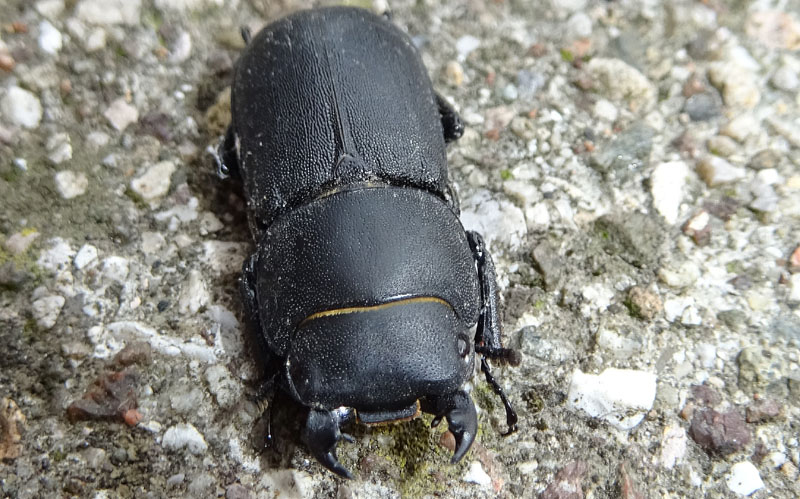 Lucanidae: Dorcus parallelipipedus